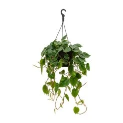 Philodendron Scandens - Sweetheart Plant -HousePlants Shop Philodendron scandens Sweetheart Plant 28x50cm