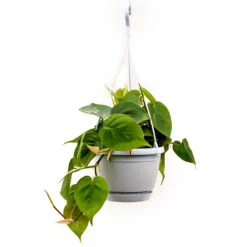 Philodendron Scandens - Sweetheart Plant -HousePlants Shop Philodendron scandens Sweetheart Plant 40cm
