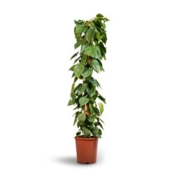 Philodendron Scandens - Sweetheart Plant - Moss Pole -HousePlants Shop Philodendron scandens Sweetheart Plant Moss Pole 27x150cm