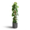 Philodendron Scandens - Sweetheart Plant - Moss Pole -HousePlants Shop Philodendron scandens Sweetheart Plant Moss Pole 27x150cm Charlie Plant Pot Black Washed 32x31cm 7