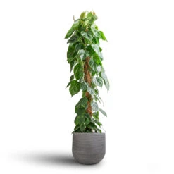 Philodendron Scandens - Sweetheart Plant - Moss Pole -HousePlants Shop Philodendron scandens Sweetheart Plant Moss Pole 27x150cm Cody Plant Pot Ridged Dark Grey 35x31cm 7