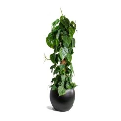 Philodendron Scandens - Sweetheart Plant - Moss Pole -HousePlants Shop Philodendron scandens Sweetheart Plant Moss Pole Cresta Plant Pot Matt Black ad045daa a207 420b b267 b77b40964c4c