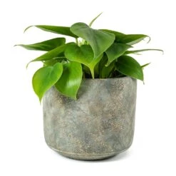 Philodendron Scandens - Sweetheart Plant -HousePlants Shop Philodendron scandens Sweetheart Plant Saar Plant Pot Earth Cement