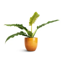 Jolin Plant Pot - Ochre 13 Jolin Plant Pot - Ochre -HousePlants Shop Philodendron selloum Narrow Tiger Tooth 14x30cm Jolin Plant Pot Ochre 16x14cm 9fb288a6 e3cc 4a1c 995c 51c82f14c94e