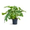 Philodendron Selloum - Tree Philodendron -HousePlants Shop Philodendron selloum Tree Philodendron 30x120cm