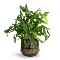 Phlebodium Blue Star - Blue Star Fern -HousePlants Shop Phlebodium Blue Star Blue Star Fern 12x30cm Noud Plant Pot Marrakesh 17x15cmV2 d515a07b a56c 412b 8184 e4cba7f8e327