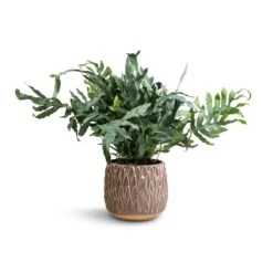 Arles Leaf Plant Pot - Mocha -HousePlants Shop Phlebodium Blue Star Blue Star Fern 17x50cm Arles Leaf Plant Pot Mocha 20x20cm