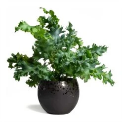 Phlebodium Davana - Blue Star Fern -HousePlants Shop Phlebodium Blue Star Blue Star Fern 17x50cm Kae Plant Pot Mocha 17x13cm