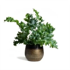 Mya Plant Pot - Deep Champagne -HousePlants Shop Phlebodium Blue Star Blue Star Fern 17x50cm Mya Plant Pot Deep Champagne 15x13cm ee87431e b6fa 491e 99d9 a6520f6cfc7c