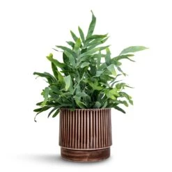 Phlebodium Blue Star - Blue Star Fern -HousePlants Shop Phlebodium Blue Star Blue Star Fern 21x50cm Nella Plant Pot Coffee 21x19cm