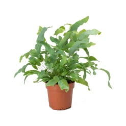 Phlebodium Blue Star - Blue Star Fern -HousePlants Shop Phlebodium Blue Star Blue Star Fern