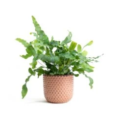 Phlebodium Blue Star - Blue Star Fern -HousePlants Shop Phlebodium Blue Star Blue Star Fern Bolino Plant Pot Pale Rose 5a391960 e65a 4ff0 9a93 c61b0923c236