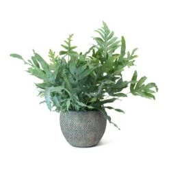 Phlebodium Blue Star - Blue Star Fern -HousePlants Shop Phlebodium Blue Star Blue Star Fern Fay Plant Pot