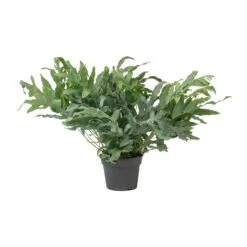 Phlebodium Blue Star - Blue Star Fern -HousePlants Shop Phlebodium Blue Star Blue Star Fern Large