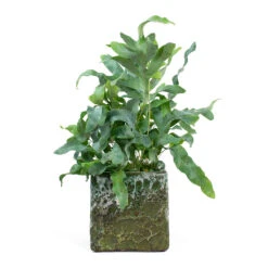 Lava Cube Relic Planter - Jade -HousePlants Shop Phlebodium Blue Star Blue Star Fern Lava Cube Relic Planter Jade