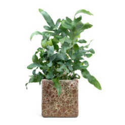 Phlebodium Blue Star - Blue Star Fern -HousePlants Shop Phlebodium Blue Star Blue Star Fern Lava Cube Relic Planter Pink f04b2b74 0863 4135 904f dfab14310c64