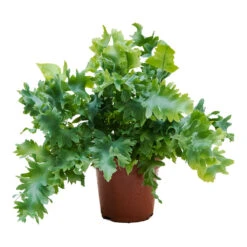 Phlebodium Davana - Blue Star Fern -HousePlants Shop Phlebodium davana Blue Star Fern 12cm