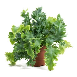 Phlebodium Davana - Blue Star Fern -HousePlants Shop Phlebodium davana Blue Star Fern 12cm ddaf9484 a45b 4414 8fcc 275e778050df