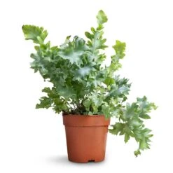 Phlebodium Davana - Blue Star Fern -HousePlants Shop Phlebodium davana Blue Star Fern 12x25cm