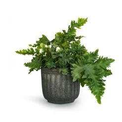 Phlebodium Davana - Blue Star Fern -HousePlants Shop Phlebodium davana Blue Star Fern 12x25cm Duncan Plant Pot Blue Gold 17x16cm 23fc29e3 c994 4c20 8cff c18b9c13865c