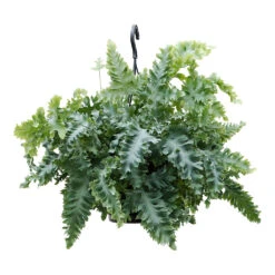 Phlebodium Davana - Blue Star Fern -HousePlants Shop Phlebodium davana Blue Star Fern 20cm