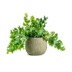 Phlebodium Davana - Blue Star Fern -HousePlants Shop Phlebodium davana Blue Star Fern Feico Plant Pot Mint Grey