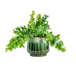 Phlebodium Davana - Blue Star Fern -HousePlants Shop Phlebodium davana Blue Star Fern alice ocean plant pot
