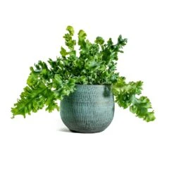 Phlebodium Davana - Blue Star Fern -HousePlants Shop Phlebodium davana Blue Star Fern ryan shiny blue plant pot