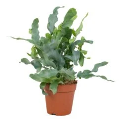 Phlebodium Blue Star - Blue Star Fern -HousePlants Shop Phlembodium Blue Star Blue Star Fern 12x30cm