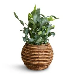 Phlebodium Blue Star - Blue Star Fern -HousePlants Shop Phlembodium Blue Star Blue Star Fern 12x30cm Lida Plant Basket Natural 21x17cm