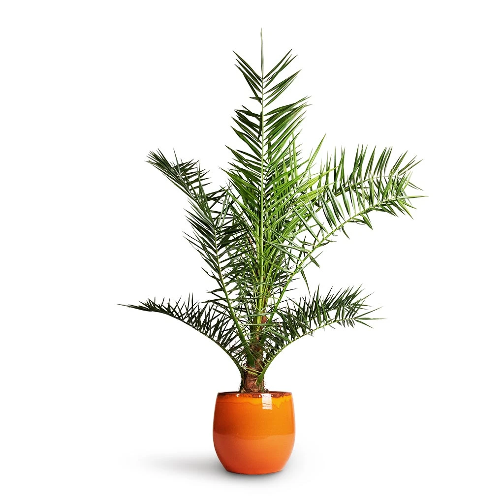 Charlotte Plant Pot - Orange 11 Charlotte Plant Pot - Orange - Image 9