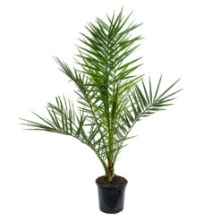 Phoenix Canariensis - Canary Island Date Palm -HousePlants Shop Phoenix canariensis Canary Island Date Palm 85cm