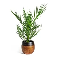 Mya Plant Pot - Shiny Mocha -HousePlants Shop Phoenix canariensis Canary Island Date Palm Mya Plant Pot Shiny Mocha 22cm 94a3fb20 a36a 4916 b2ba 7a71a2f330e2