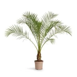 Phoenix Roebelenii - Pygmy Date Palm -HousePlants Shop Phoenix roebelenii Pygmy Date Palm 17x50cm