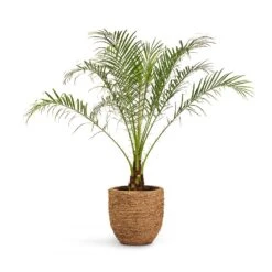 Cody Plant Pot - Straw Grass -HousePlants Shop Phoenix roebelenii Pygmy Date Palm 17x50cm Cody Plant Pot Straw Grass 27x26cm 425c9fa2 386a 4cad bf97 eb9815a36266