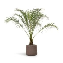 Phoenix Roebelenii - Pygmy Date Palm -HousePlants Shop Phoenix roebelenii Pygmy Date Palm 17x50cm Patt Plant Pot Ash Brown 23x20cm