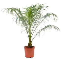 Phoenix Roebelenii - Pygmy Date Palm -HousePlants Shop Phoenix roebelenii Pygmy Date Palm