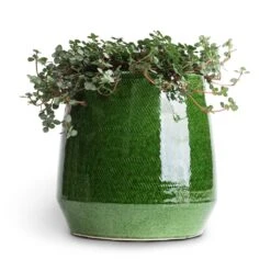 Pilea Glaucophylla Greyzy - Silver Sparkles -HousePlants Shop Pilea glaucophylla Greyzy Silver Sparkles 10.5x15cm Remi Plant Pot Green 15x15cm 1f2ac8a4 f8b7 45e3 adc1 63d7197257bc