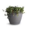 Pilea Glaucophylla Greyzy - Silver Sparkles 1 Pilea Glaucophylla Greyzy - Silver Sparkles -HousePlants Shop Pilea glaucophylla Greyzy Silver Sparkles 12x20cm Sven Plant Pot Smoke 15x12cm
