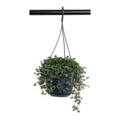 Pilea Glaucophylla Greyzy - Silver Sparkles -HousePlants Shop Pilea glaucophylla Greyzy Silver Sparkles 15cm