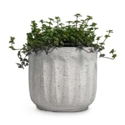 Pilea Glaucophylla Greyzy - Silver Sparkles -HousePlants Shop Pilea glaucophylla Greyzy Silver Sparkles Plant Pot Duncan Cement 14x13cm 0e065956 0403 463c a100 7883dea3eba0