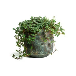 Pilea Glaucophylla Greyzy - Silver Sparkles -HousePlants Shop Pilea glaucophylla Greyzy Silver Sparkles Saar Plant Pot Earth Cement