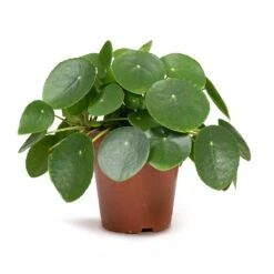 Pilea Peperomioides - Chinese Money Plant -HousePlants Shop Pilea peperomioides Chinese Money Plant 12x20cm
