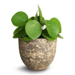 Pilea Peperomioides - Chinese Money Plant -HousePlants Shop Pilea peperomioides Chinese Money Plant 12x20cm Cas Plant Pot Sahara 15 x13cm 0a0fc162 f405 4438 932f 8329a669c237