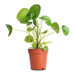 Pilea Peperomioides - Chinese Money Plant -HousePlants Shop Pilea peperomioides Chinese Money Plant 13x25cm
