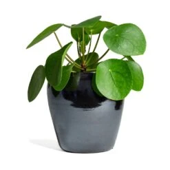 Pilea Peperomioides - Chinese Money Plant -HousePlants Shop Pilea peperomioides Chinese Money Plant 15x25cm Amora Plant Pot Anthracite Mirror 21x21cm 337cb125 61f5 41d7 8138 49d609642e9f