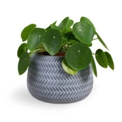Angle Darcy Plant Pot - Grey -HousePlants Shop Pilea peperomioides Chinese Money Plant 15x25cm Angle Darcy Plant Pot Grey 24x16cm