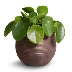 Pilea Peperomioides - Chinese Money Plant -HousePlants Shop Pilea peperomioides Chinese Money Plant 15x25cm Lydia Plant Pot Shiny Purple 18x16cm 2 ecbfd283 1ac5 46bb 8ff8 eac7e700c0f2