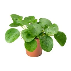 Pilea Peperomioides - Chinese Money Plant -HousePlants Shop Pilea peperomioides Chinese Money Plant 25cm c52e27b9 a7bd 46f1 88b1 d28e50dc948c