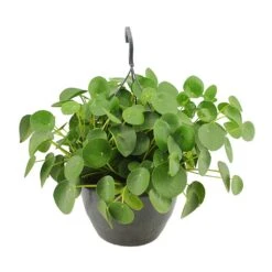 Pilea Peperomioides - Chinese Money Plant -HousePlants Shop Pilea peperomioides Chinese Money Plant 27x40cm